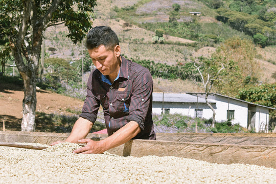 Honduras Migration Crisis Impact on Coffee